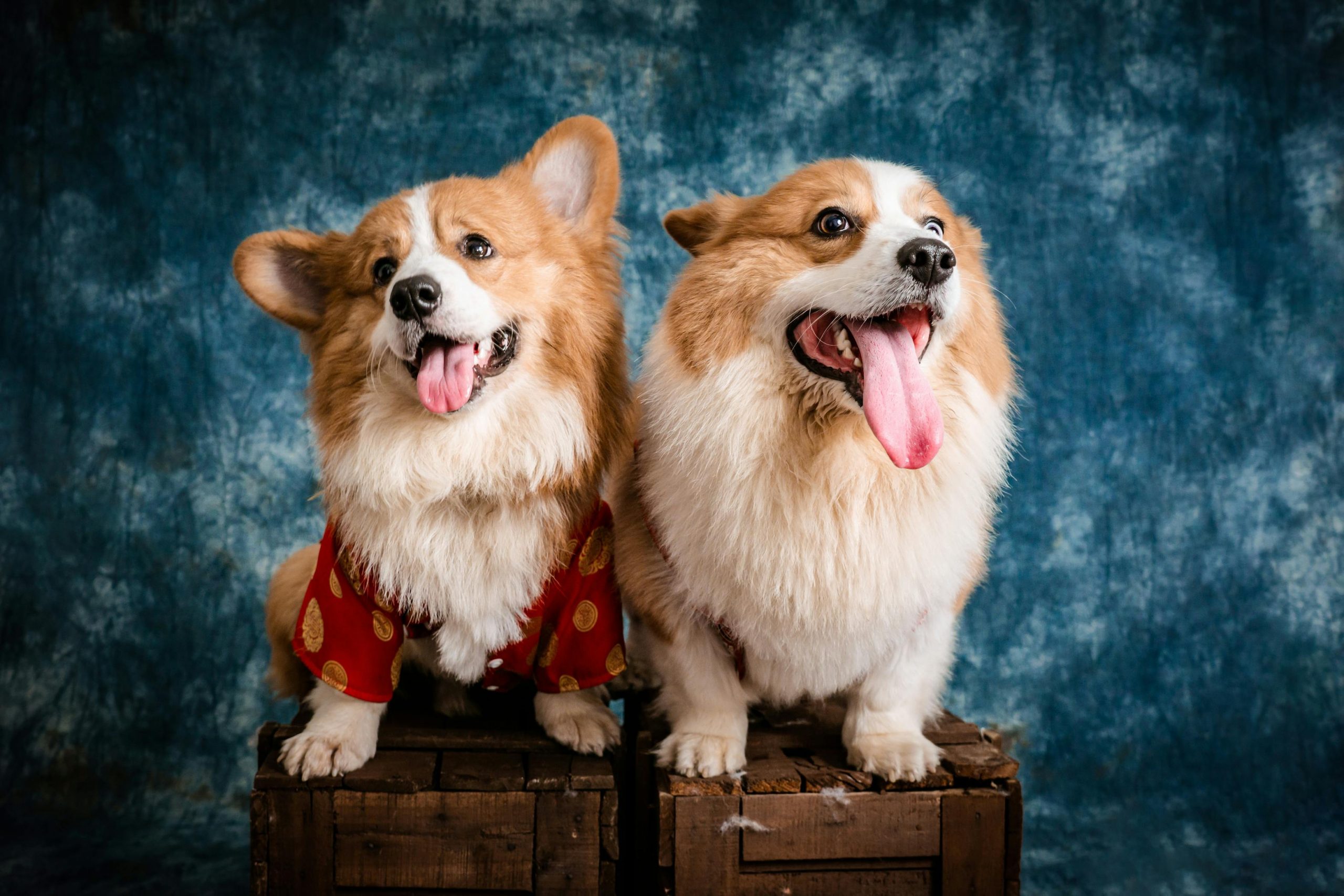 Custodia y Manutención de Mascotas